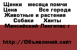 Щенки 4 месяца-помчи › Цена ­ 5 000 - Все города Животные и растения » Собаки   . Ханты-Мансийский,Лангепас г.